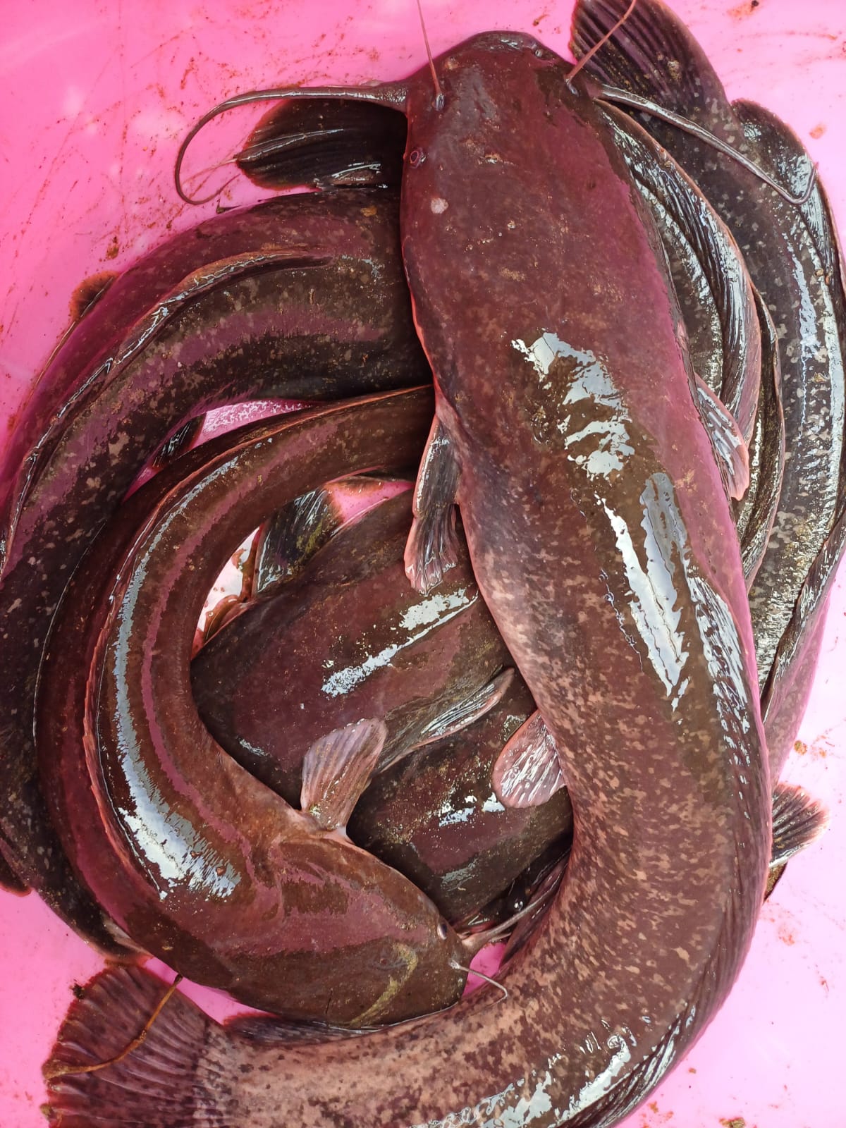 Catfish Fingerlings