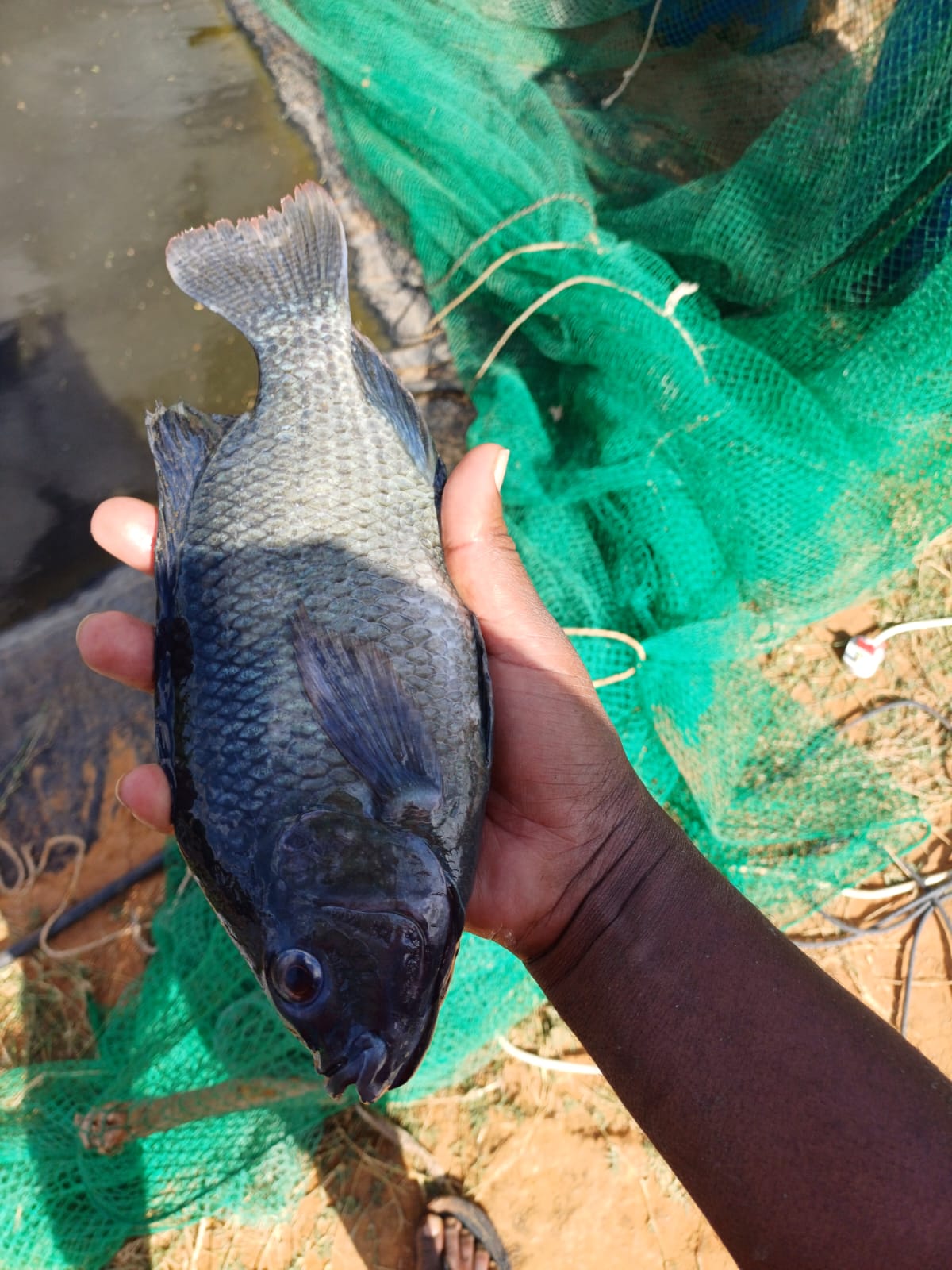 Tilapia Fingerlings