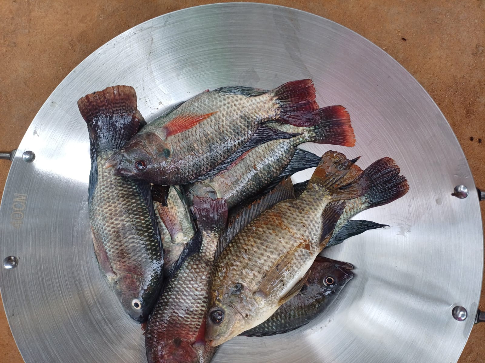 Fresh tilapia served on a platter