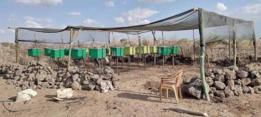 Hive stand in apiary